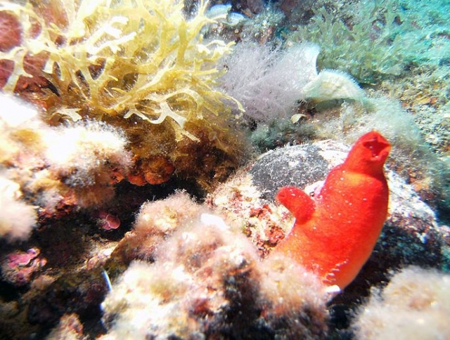 Halocynthia Papillosa 